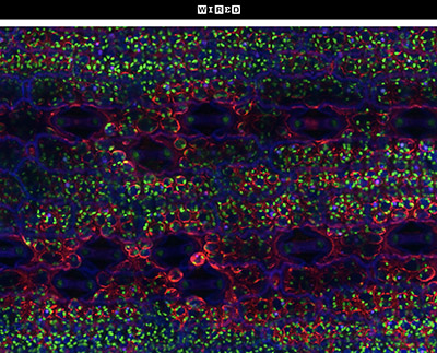 Pictured is a confocal micrograph of maize leaf