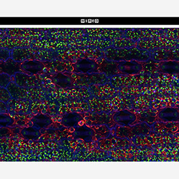 Pictured is a confocal micrograph of maize leaf