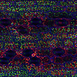 Pictured is a confocal micrograph of maize leaf