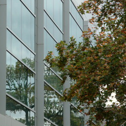 On a cloudy fall day, trees and clouds reflect off the westward facing Windows of Duffield Hall. Framed by another tree beginning to turn its leaves.